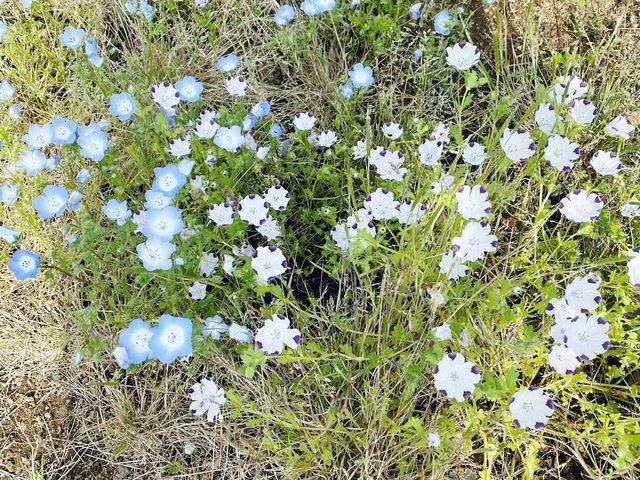 花之都公園