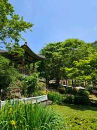 멋진 풍경의 보성 대원사에서 힐링🌳🌳