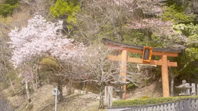 高野山之旅：寧靜與神聖的日本文化體驗