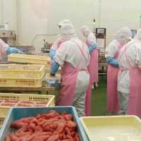 親子食買玩無料入場 ~ 伊豆明太子見學工場 ~ 