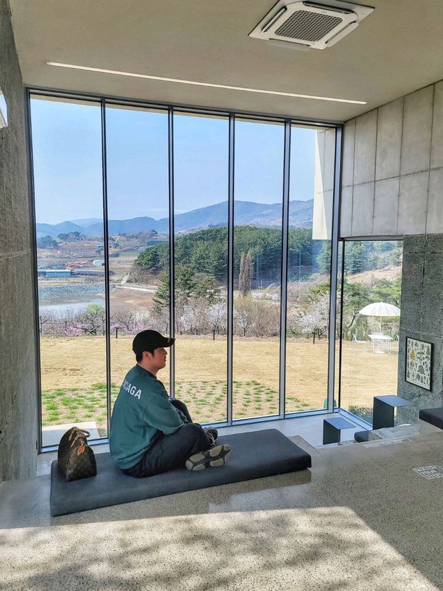대구근교 벚꽃로드, 실시간 청도 벚꽃터널🌸