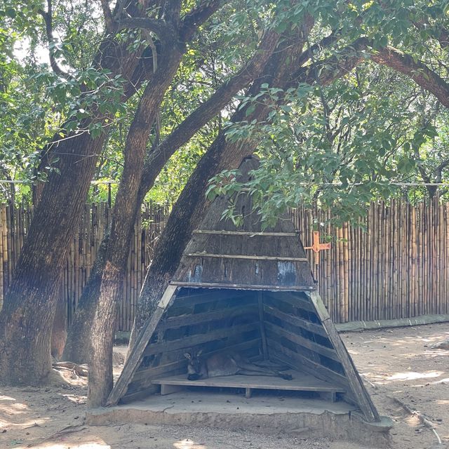 深圳野生動物園👍🏻餵長頸鹿🦒初體驗😌福田30分鐘距離