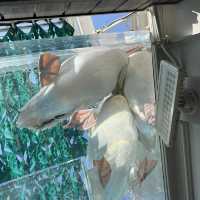 都内にある水族館！