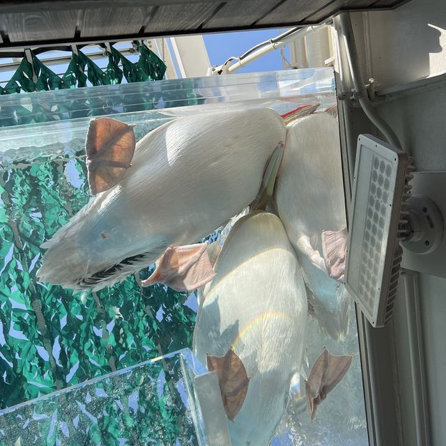 都内にある水族館！