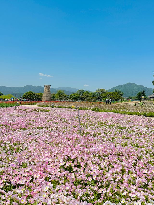 매계절 동화속 같은 예쁜 풍경으로 가득한 경주🌹🌈