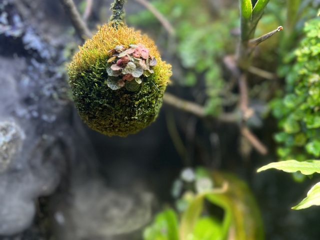🌿 妃嚐巧妙咖啡工房：綠意盎然，充滿可愛的苔蘚植物！☕🌟