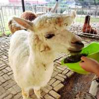 Fun Time with the Cutest Alpacas