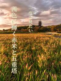 【岡山県/総社市】一度は見たい茜色に染まる赤米と五重塔
