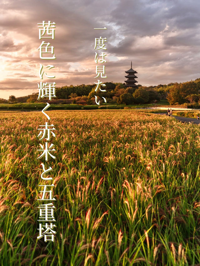 【岡山県/総社市】一度は見たい茜色に染まる赤米と五重塔