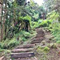 The Gorgeous Alishan Nature Reserve