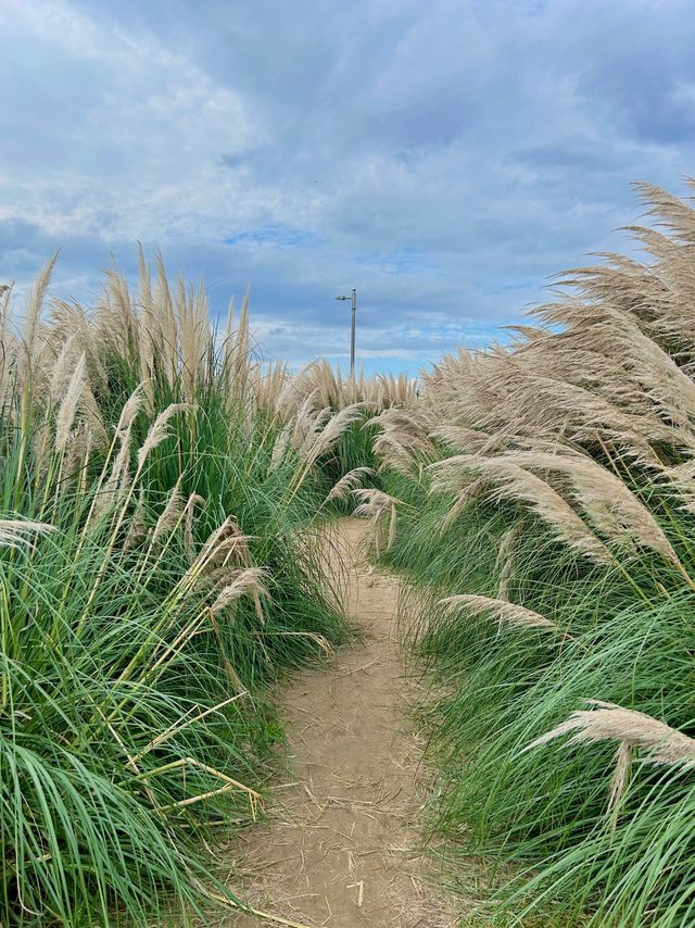 가을 느낌 낭낭한 대저 핑크뮬리&팜파스 군락지🌾