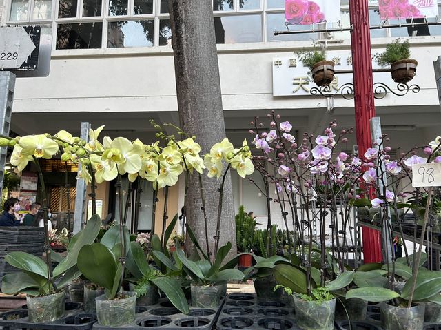 Colourful Flowers for Chinese New Year  Colourful Flowers for Chinese New Year