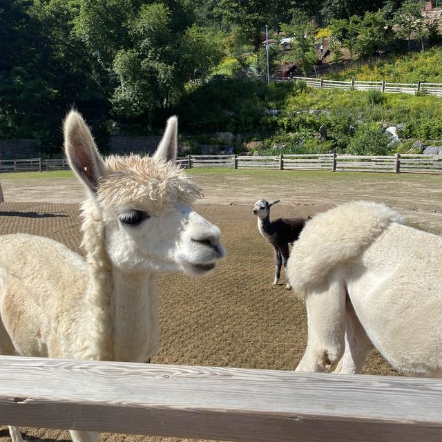 Alpaca? Alpaca