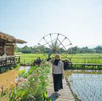 คาเฟ่กลางทุ่งนา ชมวิวดอยหลวงเชียงดาวได้เต็ม ๆ ตา