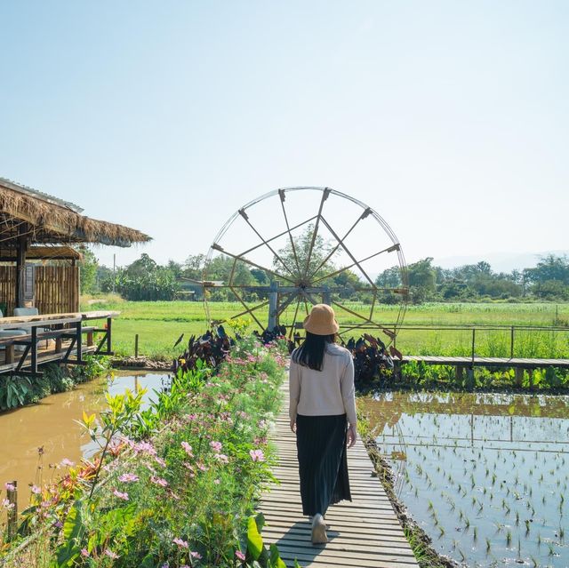 คาเฟ่กลางทุ่งนา ชมวิวดอยหลวงเชียงดาวได้เต็ม ๆ ตา
