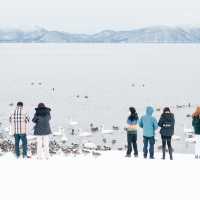 เที่ยวทะเลสาบหน้าหนาว ที่ฟุกุชิมะ 🦢♨️
