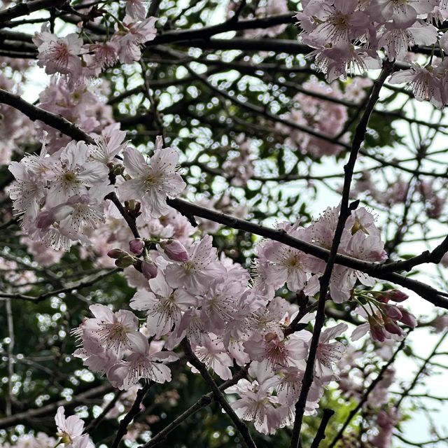 Cherry blossom 🌸 @ Bishan temple