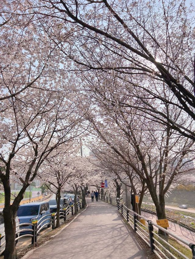 하남 덕풍천에 찾아온 봄🌸