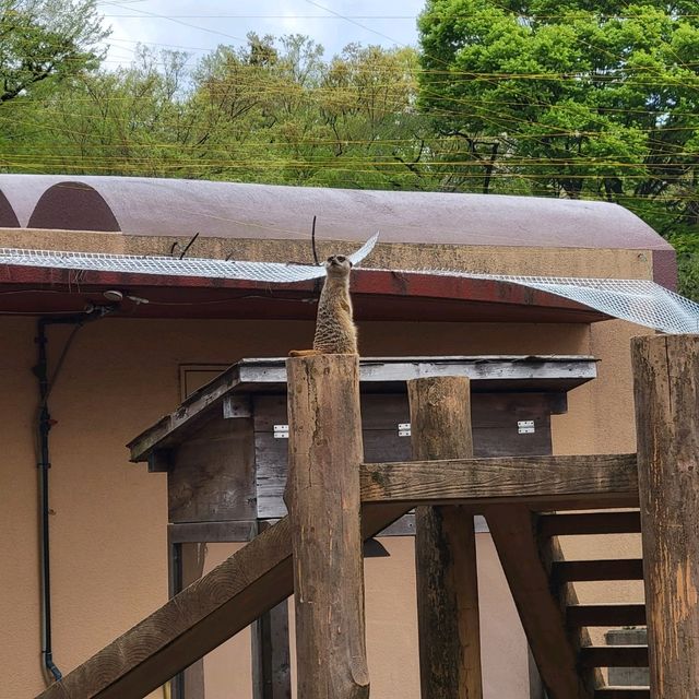 井の頭動物園