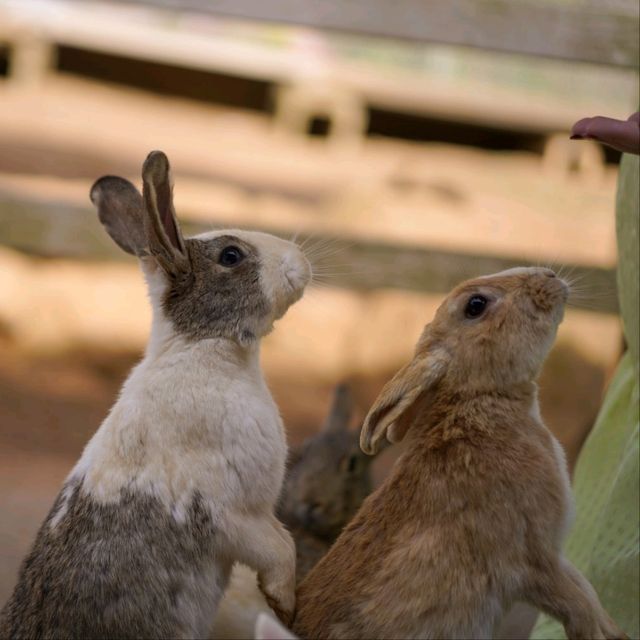 Hopping Haven: Rabbit Feeding Joy at Nokonoshima