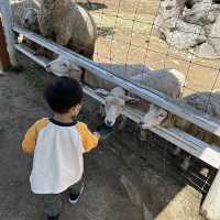 【 近距離親親小動物。神戶動物王國 】