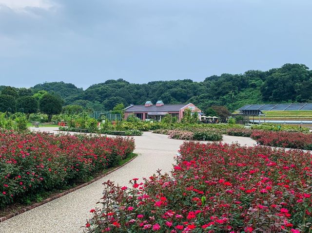 เที่ยวญี่ปุ่น Gifu World Rose Garden 