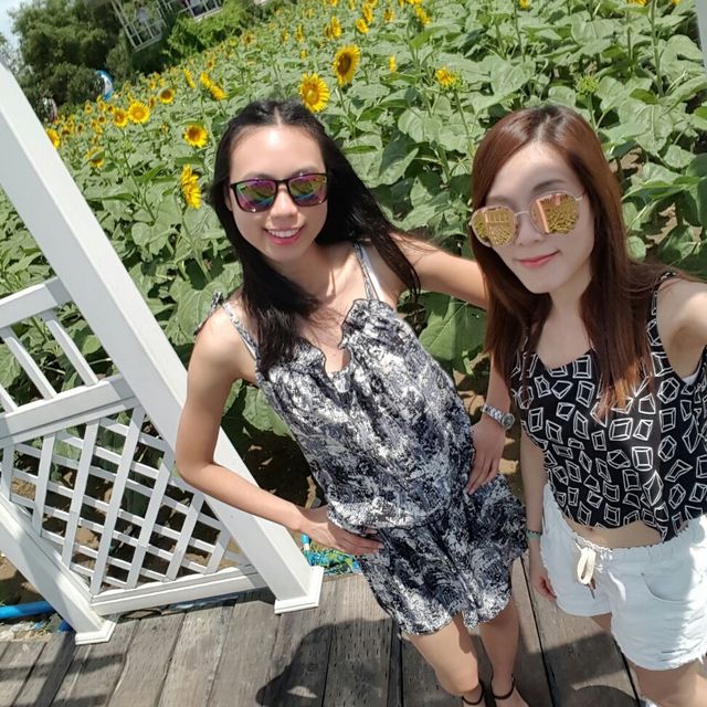 深圳百萬葵園🌻🌸💐開開心心賞花去👀影相📸️影相再影相📸️