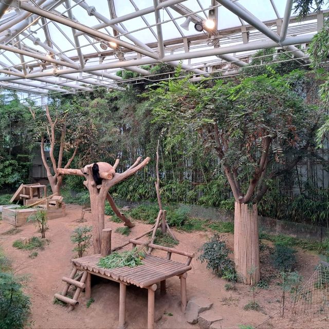 韓國🇰🇷愛寶樂園Everland😍參觀可愛熊貓館🐼
