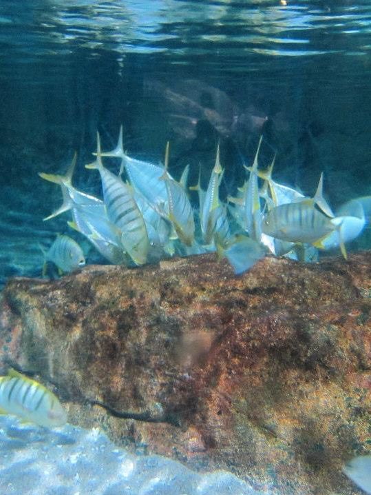 超合適泰國🇹🇭親子活動景點👍🏻曼谷最大水族館😛Siam Ocean World