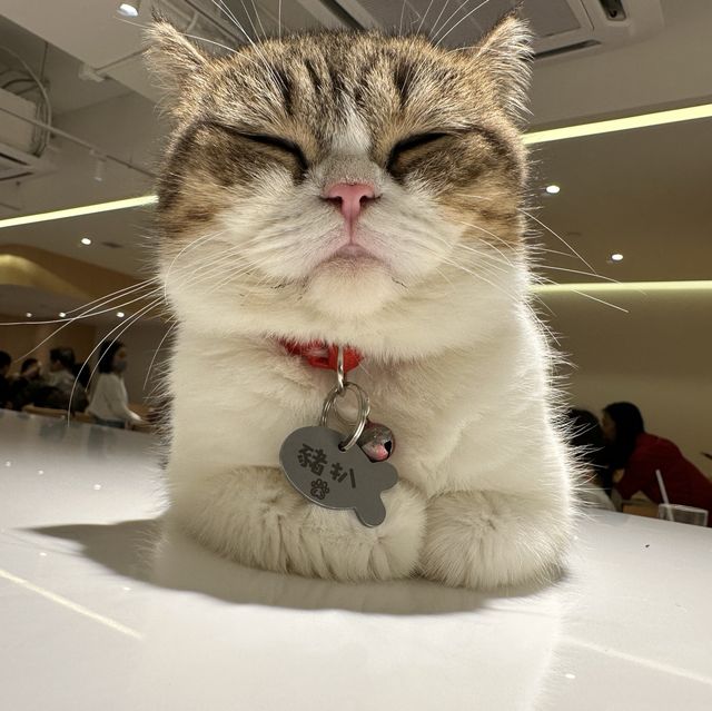長沙灣🐱🐱cafe