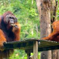 A wildlife Centre!