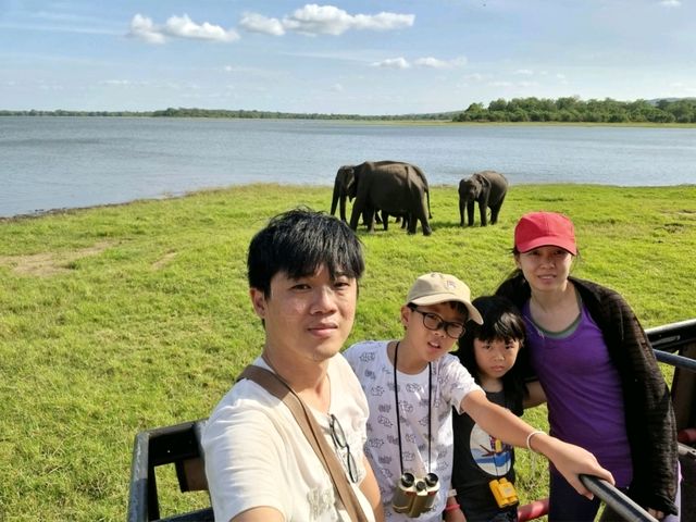 🐘 Sighting in Minneriya National Park 🇱🇰