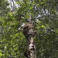 Jungle trek in Bukit Lawang - Indonesia