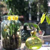 荷蘭🇳🇱 Hortus botanicus Leiden萊頓植物園🌵🪴室內篇