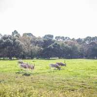 Open Range Zoo at Werribee, Australia