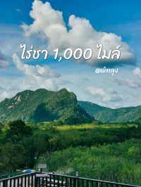 ไร่ชา 1,000 ไมล์, พัทลุง