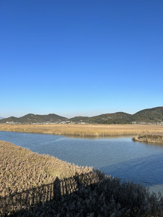 끝없는 갈대밭을 보고싶다면 순천만습지