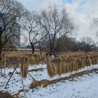 冬日下嘅首爾最大自然公園「首爾林」