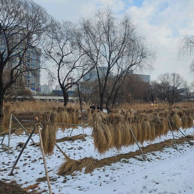 冬日下嘅首爾最大自然公園「首爾林」