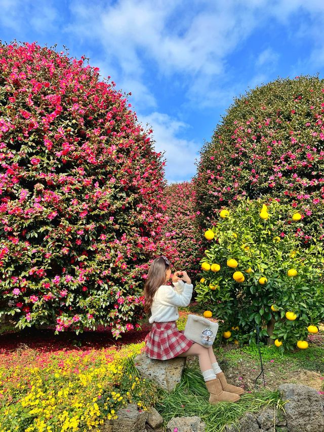 “누구보다 당신을 사랑합니다” 겨울 제주여행의 동백🌺