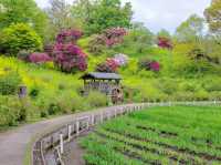 Yokosuka Iris Garden