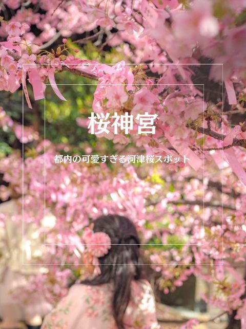 【桜神宮】都内の可愛すぎる河津桜スポット