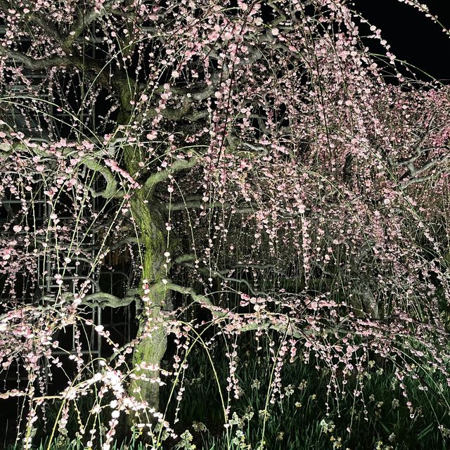 しだれ梅と河津桜の両方を楽しめる🌸