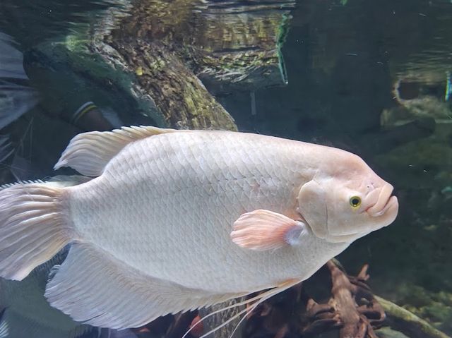 Dubai Aquarium