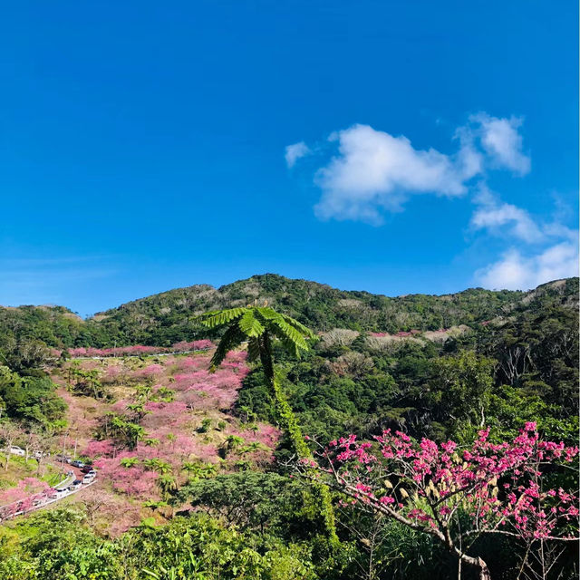 【日和山公園】櫻花 🌸 共度美好時光