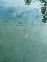 【岩国】春はのんびり気持ちいい吉香公園へ🌸