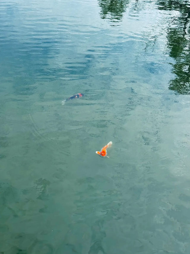 【岩国】春はのんびり気持ちいい吉香公園へ🌸