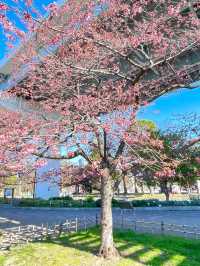 【スカイツリー×桜/墨田区】2024 ひと足早く、桜咲き始めています！