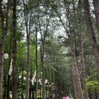 Korea Trip - Nami Island and more ! 