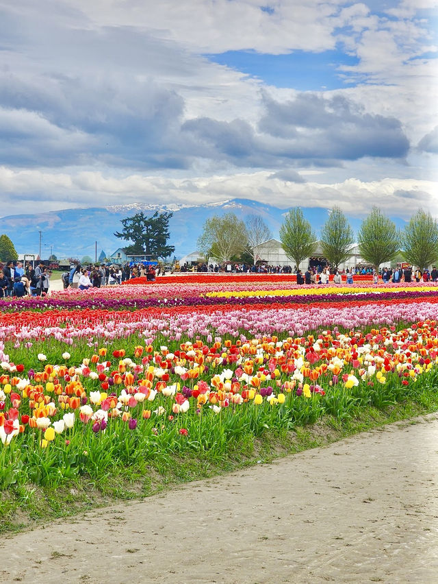 Tulip Town 